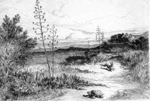 La Tortue et la Lièvre